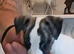 Stunning kc registered whippet pups