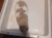 Lots of female Syrian hamsters