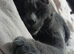 1 year old grey Male cat