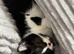 Female kitten