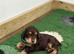 Beautiful working cocker spaniel puppies