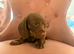 Koda the Miniature dachshund