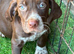 Stunning Vizsla X puppies