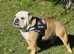 English Bulldog For Stud