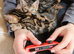 Family TICA Bengal Kittens READY NOW