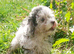 Asian tea cup poodle x small toy