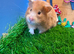 Beautiful Syrian Hamster Girl