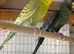 Young budgie