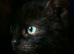Sad rehome of my 10 month old kitten