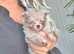 Tiny Pomeranian cross chihuahua puppy