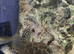4 sydontis ,featherfin catfish ,4 to 6 inches