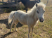 Palomino colt foal