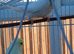 Pair f budgies