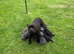 Staffy pups for sale. Excellent pedigree, KC registered