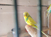 Budgies x10