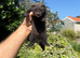 Black solid ferret kits