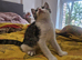 Adorable female kitten