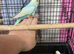 Baby budgies