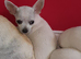 Chihuahua pups