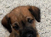 Lakeland terriers