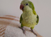 Lime Green Quaker Beautiful Female Very Tame & Talks