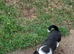 Jack Russell Puppy