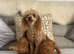 Genuine kc toy poodle