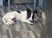 Saluki deerhound 8 weeks old