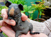 Baby Skinny Pigs