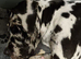 Champion sired kc reg great dane puppies due nov