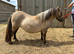 Registered three year old standard shetland