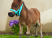 Shetland colt foal