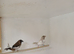 Young unsexed bengalese finches for sale