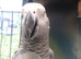 Blue fronted amazon extremely tame 11months old with his ring