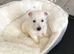 West highland terrier puppy&rsquo;s 1 girl left