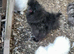 Silkle bantams