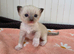 RAGDOLLS KITTENS /Reservation Open.