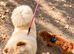 Toy Poodle to Stud