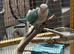 Blue Quaker