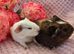 Sow pair available
