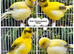 Stunning Show Canaries- various breeds
