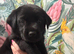 beautiful Labrador pups