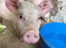 Large white pigs
