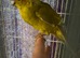 Kakarik
