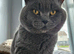 British blue shorthair male