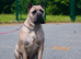 Cane Corso x Performance Mastiff