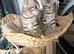 Snow lynx bengal kittens