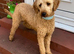 STUNNING F1 MINIATURE GOLDENDOODLES