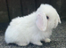 blue eyed white mini lops