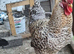 Rooster